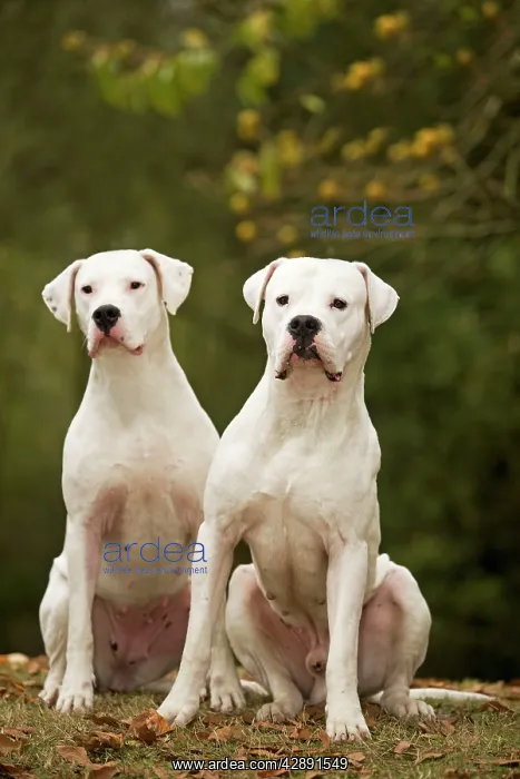 : Dog - Argentinian Mastiff / Dogo Argentino : Dog - Argentinian Mastiff / Dogo Argentino