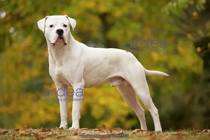: Dog - Argentinian Mastiff / Dogo Argentino : Dog - Argentinian Mastiff / Dogo Argentino