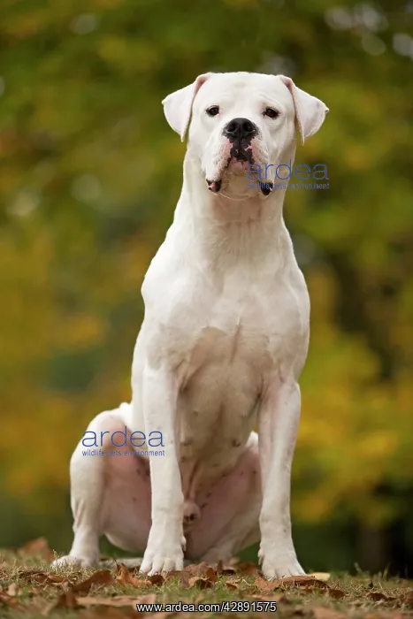 : Dog - Argentinian Mastiff / Dogo Argentino : Dog - Argentinian Mastiff / Dogo Argentino