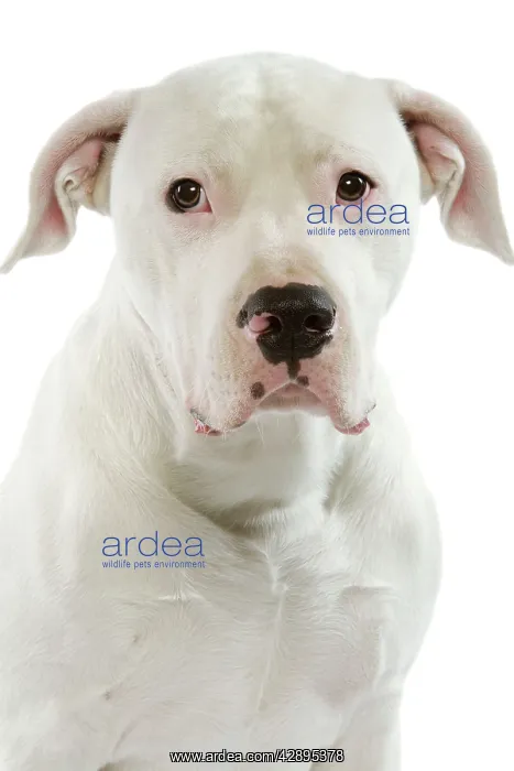 : Dog - Argentinian Mastiff / Dogo Argentino : Dog - Argentinian Mastiff / Dogo Argentino
