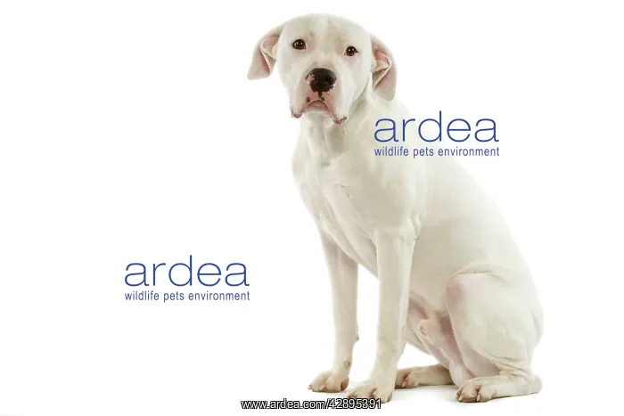 : Dog - Argentinian Mastiff / Dogo Argentino : Dog - Argentinian Mastiff / Dogo Argentino