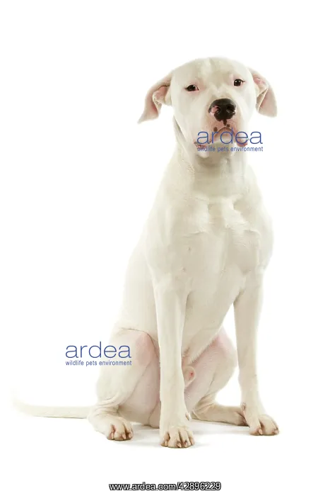 : Dog - Argentinian Mastiff / Dogo Argentino : Dog - Argentinian Mastiff / Dogo Argentino