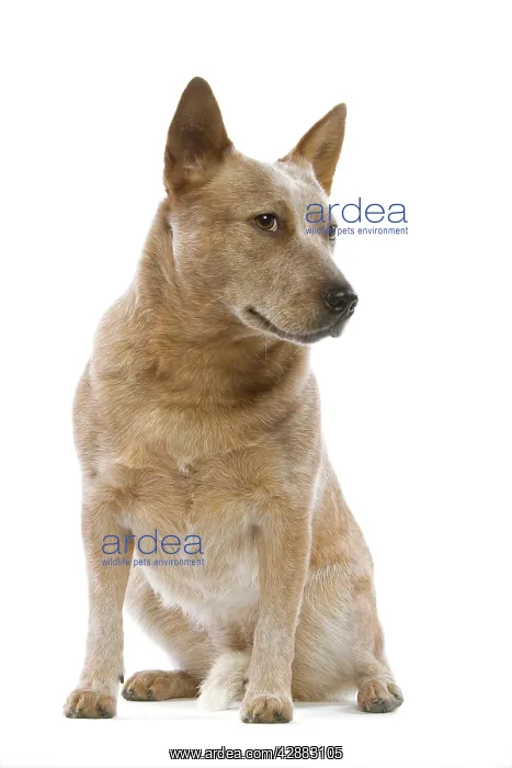 : Dog - Australian Cattle Dog in studio : Dog - Australian Cattle Dog in studio