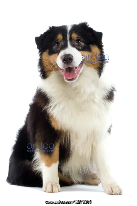  : Dog - Australian Sheepdog  /  Shepherd Dog