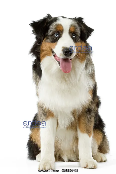  : Dog - Australian Sheepdog  /  Shepherd Dog