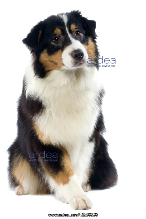  : Dog - Australian Sheepdog  /  Shepherd Dog