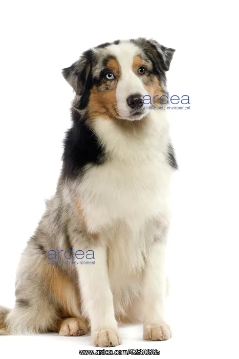  : Dog - Australian Sheepdog  /  Shepherd Dog