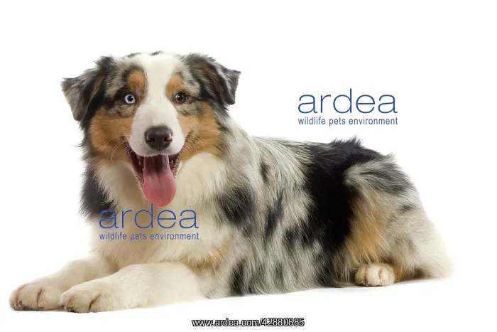  : Dog - Australian Sheepdog  /  Shepherd Dog