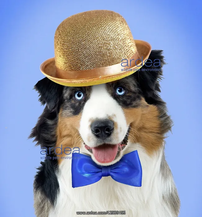 : Dog - Australian Sheepdog / Shepherd Dog : Dog - Australian Sheepdog / Shepherd Dog
