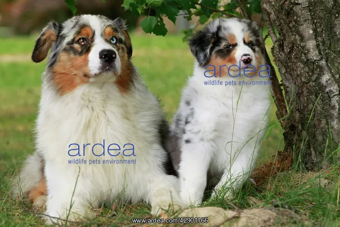 : Dog - Australian Sheepdogs / Shepherd Dogs : Dog - Australian Sheepdogs / Shepherd Dogs