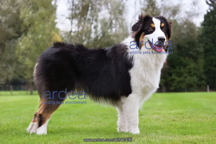  : Dog - Australian Shepherd