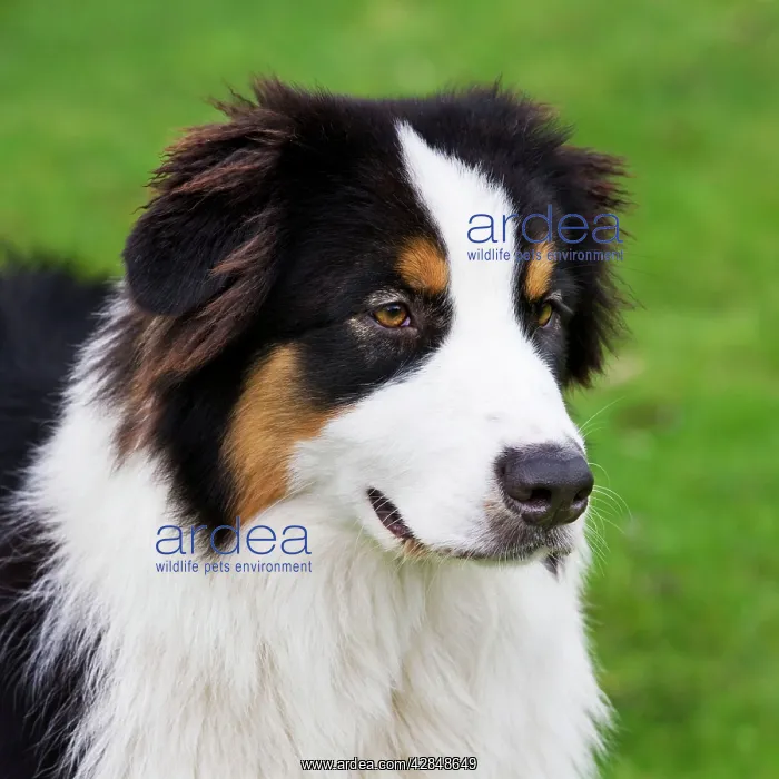  : Dog - Australian Shepherd