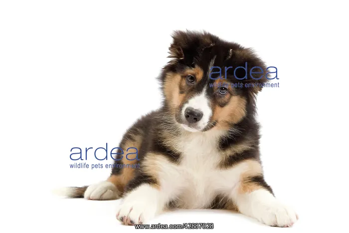  : Dog - Australian Shepherd