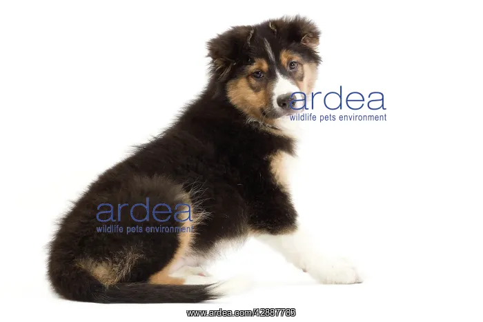  : Dog - Australian Shepherd