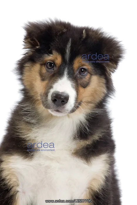  : Dog - Australian Shepherd