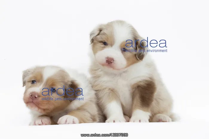 : Dog Australian Shepherd : Dog Australian Shepherd