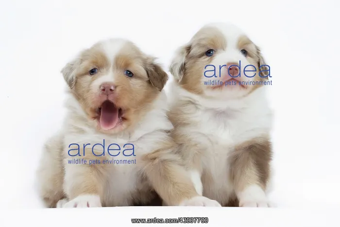  : Dog Australian Shepherd