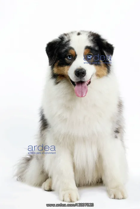  : Dog Australian Shepherd