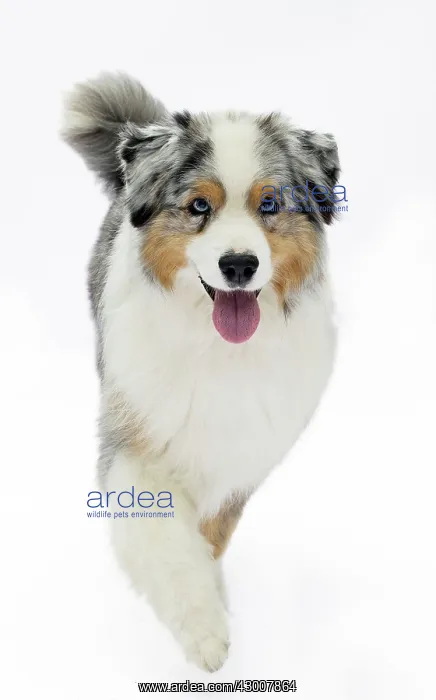  : Dog Australian Shepherd