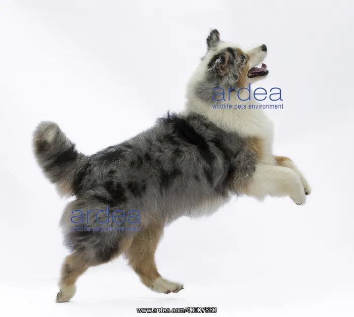  : Dog Australian Shepherd