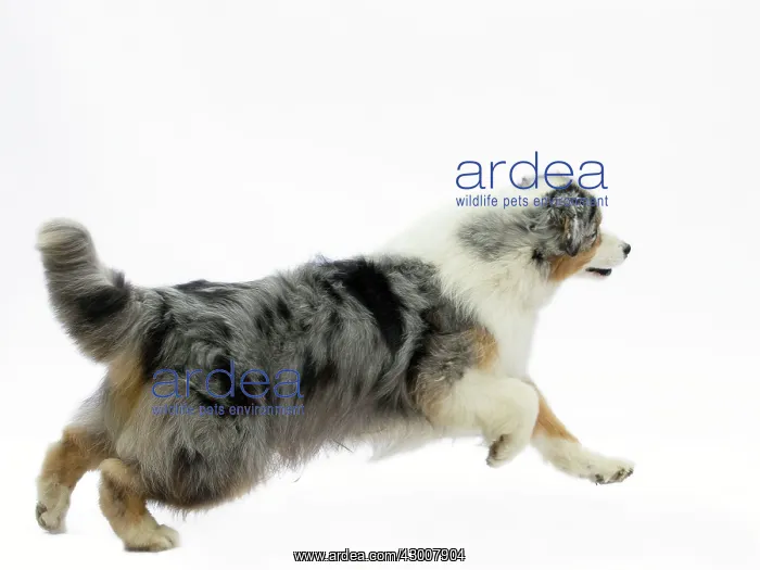  : Dog Australian Shepherd