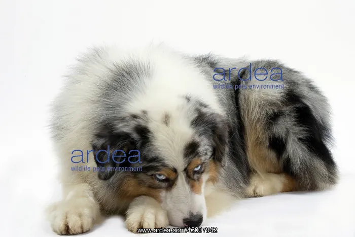  : Dog Australian Shepherd
