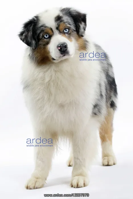  : Dog Australian Shepherd