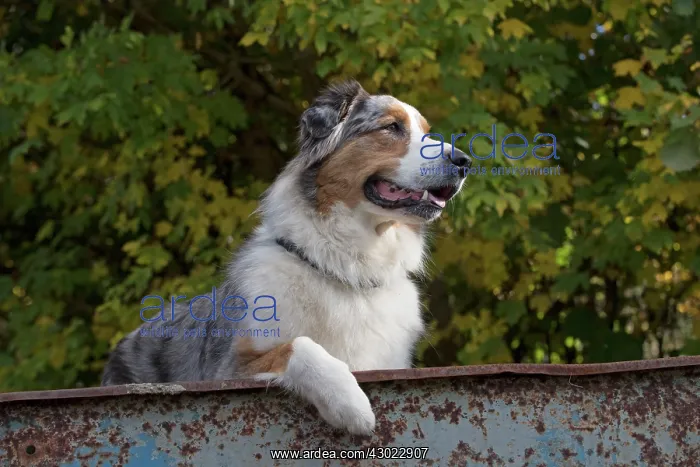 : Dog Australian Shepherd : Dog Australian Shepherd