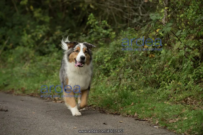 : Dog Australian Shepherd : Dog Australian Shepherd