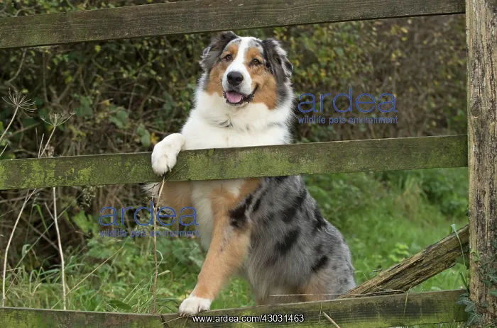 : Dog Australian Shepherd : Dog Australian Shepherd