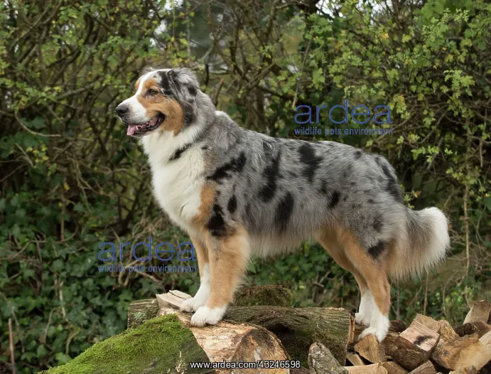 : Dog Australian Shepherd : Dog Australian Shepherd