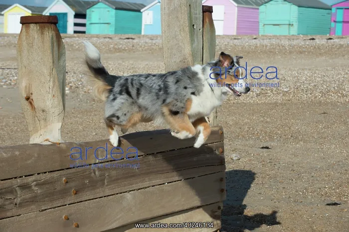 : Dog Australian Shepherd on the beach jumping over the break water : Dog Australian Shepherd on the beach jumping over the break water