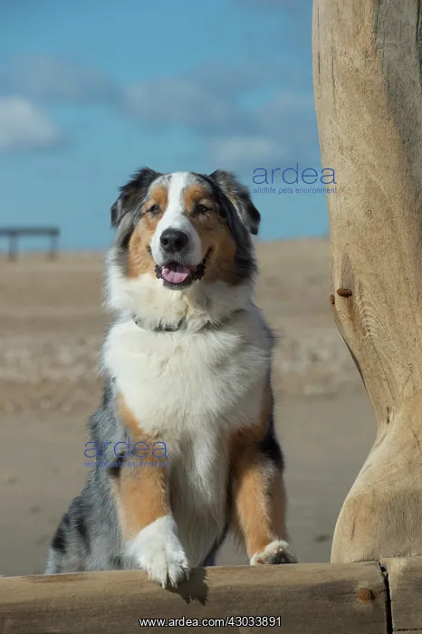 : Dog Australian Shepherd on the beach looking over the break water : Dog Australian Shepherd on the beach looking over the break water