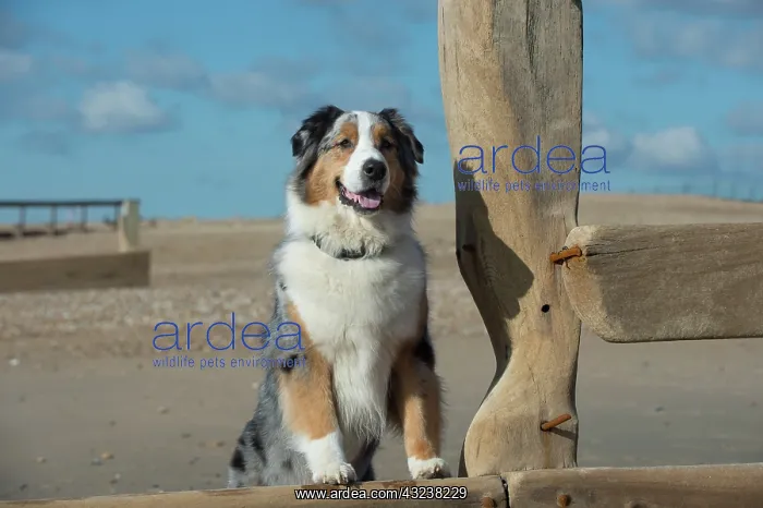 : Dog Australian Shepherd on the beach looking over the break water : Dog Australian Shepherd on the beach looking over the break water