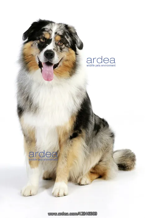 : DOG. Australian shepherd dog sitting : DOG. Australian shepherd dog sitting