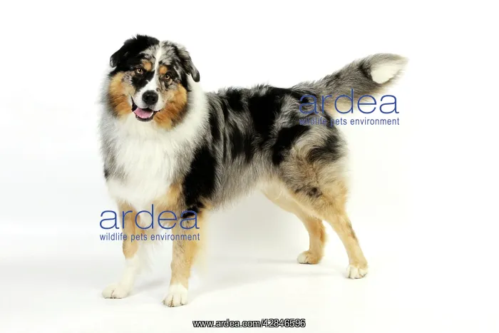 : DOG. Australian shepherd dog standing : DOG. Australian shepherd dog standing
