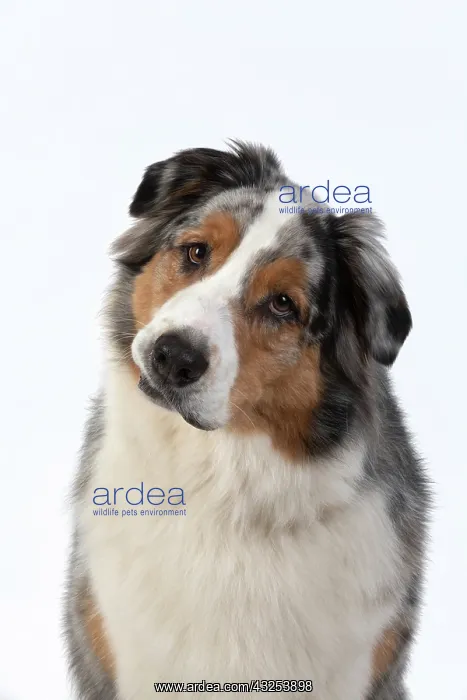 : DOG. Australian Shepherd, face, expression : DOG. Australian Shepherd, face, expression