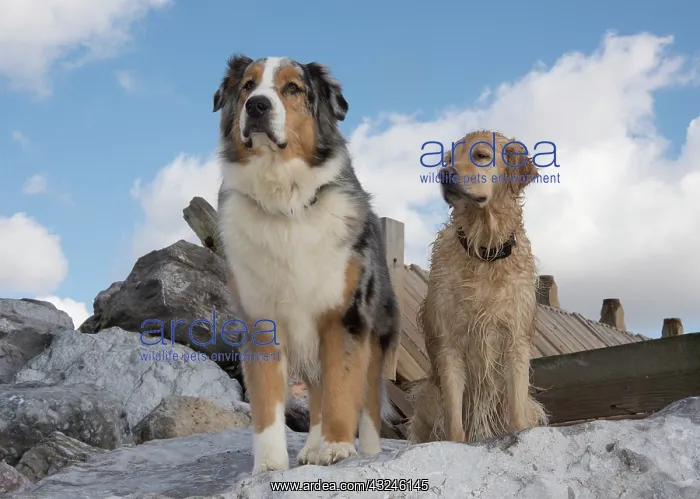 : Dog Australian Shepherd and Golden Retriever on the beach : Dog Australian Shepherd and Golden Retriever on the beach