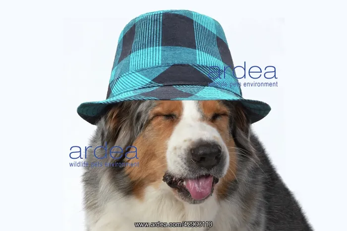 : DOG. Australian Shepherd, head & shoulders, face, expressio : DOG. Australian Shepherd, head & shoulders, face, expressio