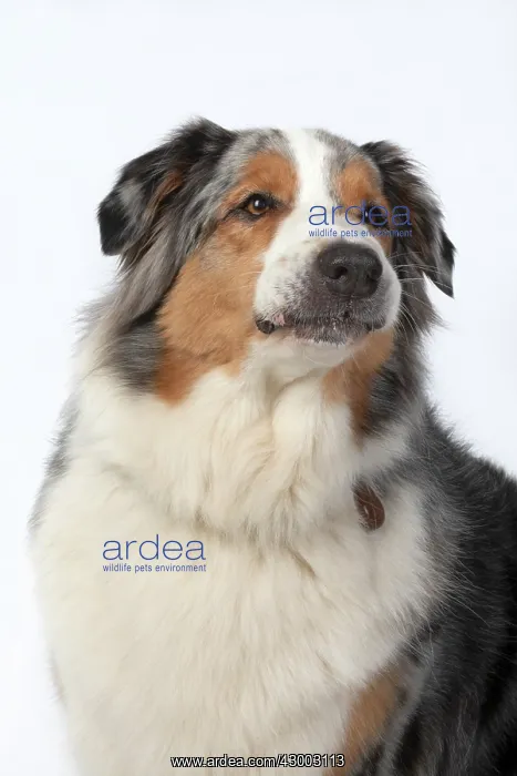 : DOG. Australian Shepherd, head & shoulders : DOG. Australian Shepherd, head & shoulders
