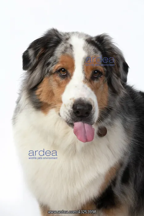 : DOG. Australian Shepherd, head & shoulders : DOG. Australian Shepherd, head & shoulders
