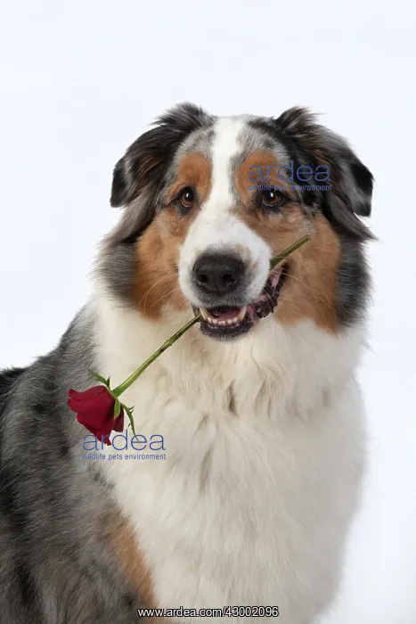 : DOG. Australian Shepherd, holding a red rose : DOG. Australian Shepherd, holding a red rose