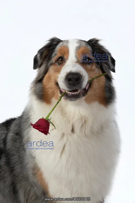 : DOG. Australian Shepherd, holding a red rose : DOG. Australian Shepherd, holding a red rose