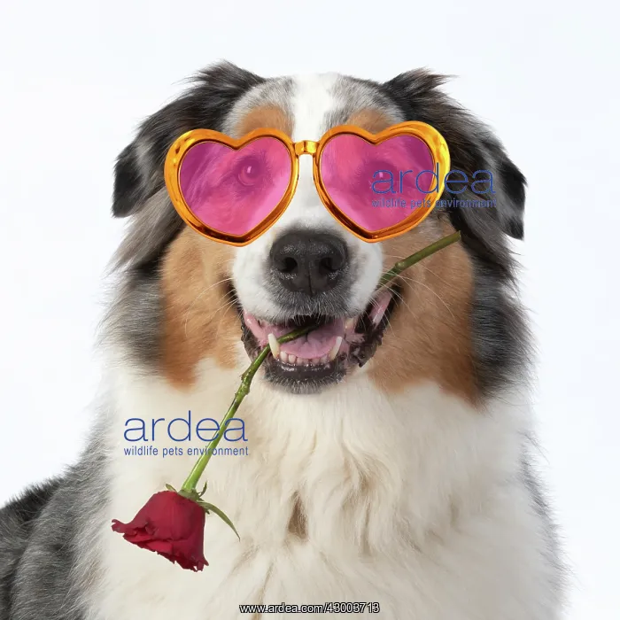 : DOG. Australian Shepherd, holding a red rose : DOG. Australian Shepherd, holding a red rose