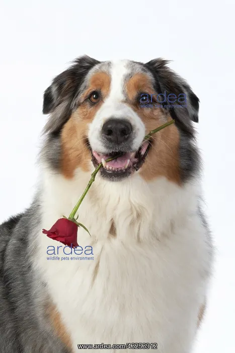 : DOG. Australian Shepherd, holding a red rose : DOG. Australian Shepherd, holding a red rose