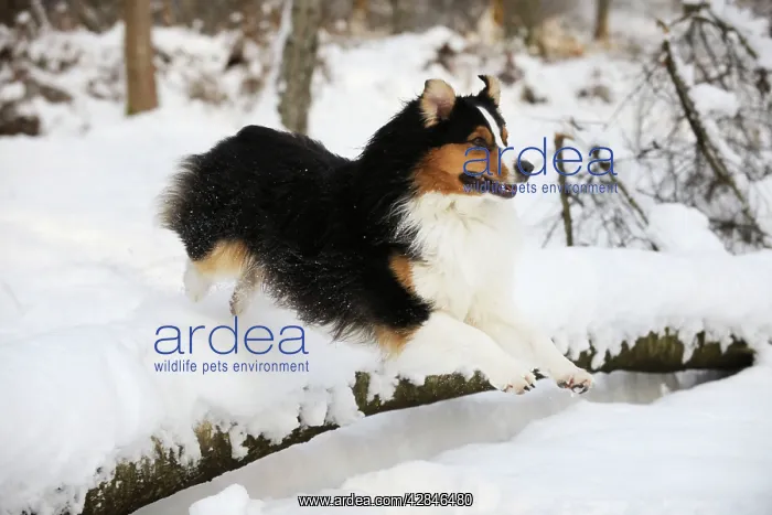 : DOG. Australian shepherd jumping over snow covered branch : DOG. Australian shepherd jumping over snow covered branch
