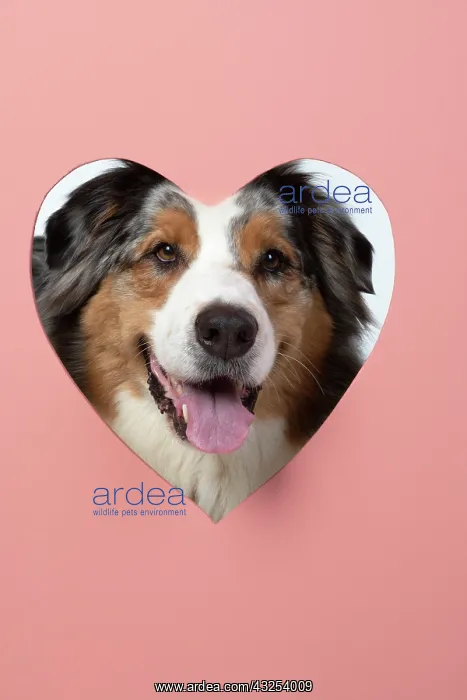 : DOG. Australian Shepherd, looking through heart : DOG. Australian Shepherd, looking through heart