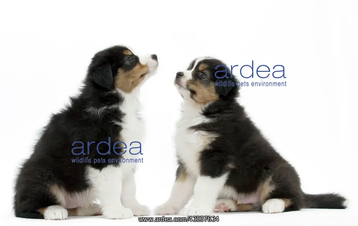  : Dog Australian Shepherd puppy