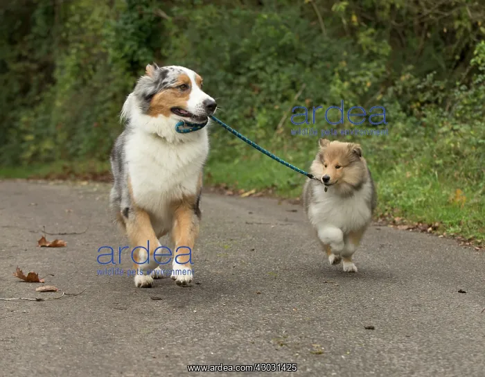 : Dog Australian Shepherd with Rough Collie puppy on a lead : Dog Australian Shepherd with Rough Collie puppy on a lead