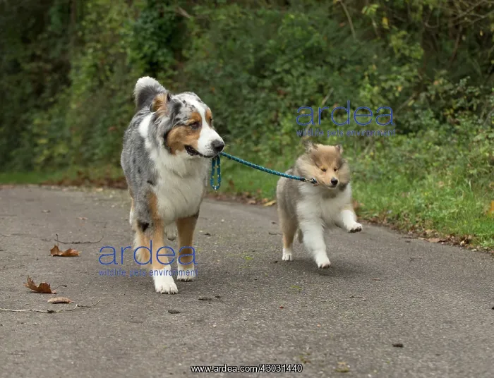 : Dog Australian Shepherd with Rough Collie puppy on a lead : Dog Australian Shepherd with Rough Collie puppy on a lead